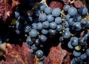 关于波尔多新人崭露头角，展现出潜力与实力的信息